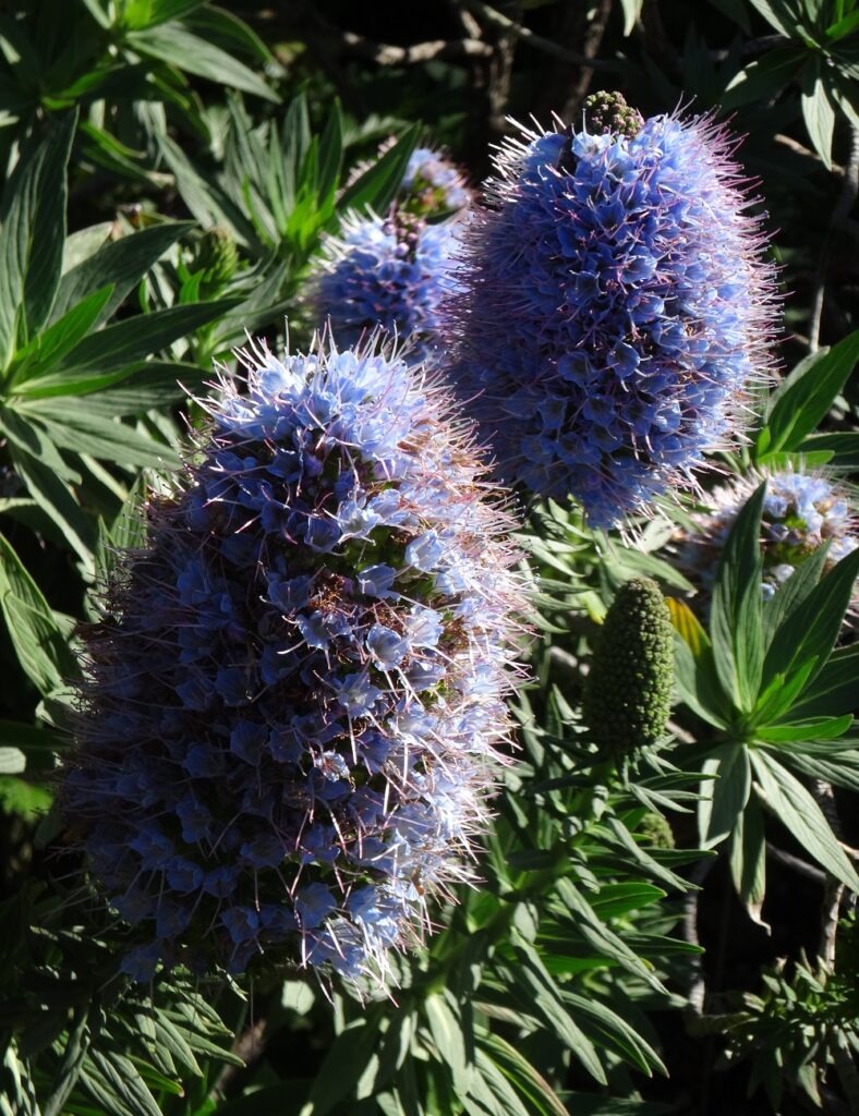 Randonnée écologique privée à Madère, Vipérine bleue