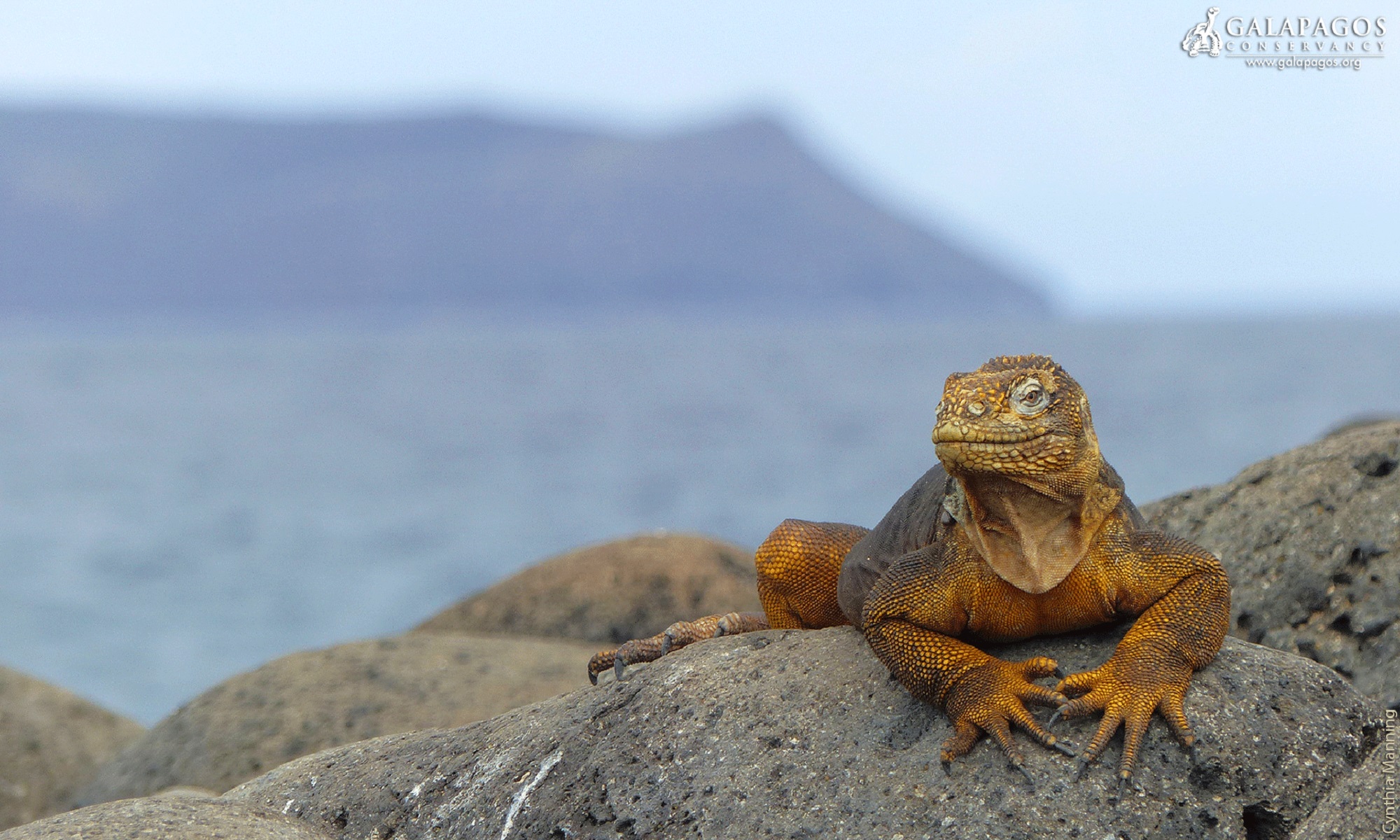 Exclusif - Séjour-évasion autour des îles Galápagos - 9J - Équateur 2021 - Iguane terrestre